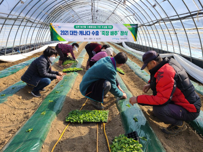 210310 포항시농업기술센터, ‘죽장배추’수출 맞춤형 관리체계