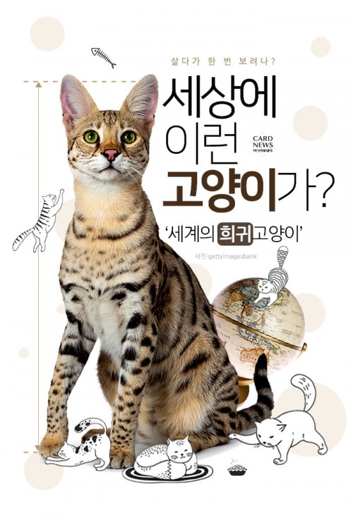 카드 뉴스 이미지