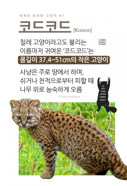 카드 뉴스 이미지
