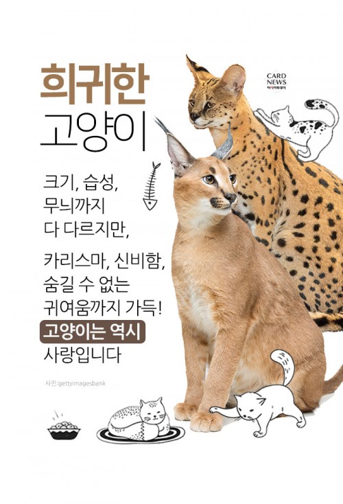 카드 뉴스 이미지