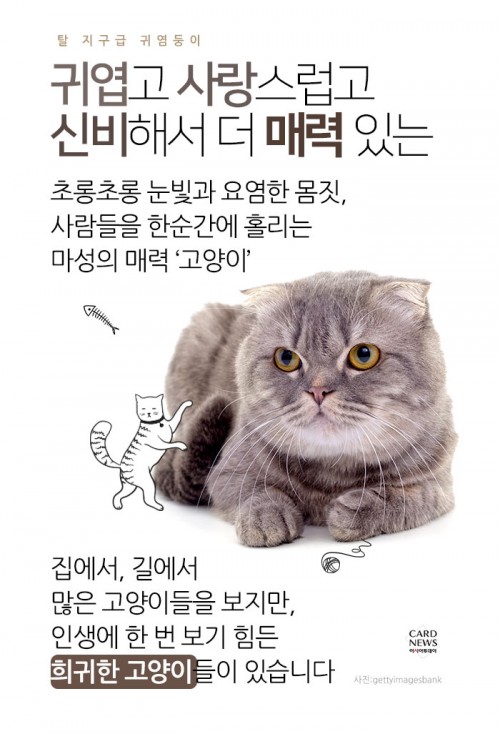 카드 뉴스 이미지