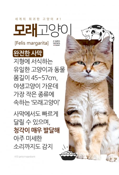 카드 뉴스 이미지