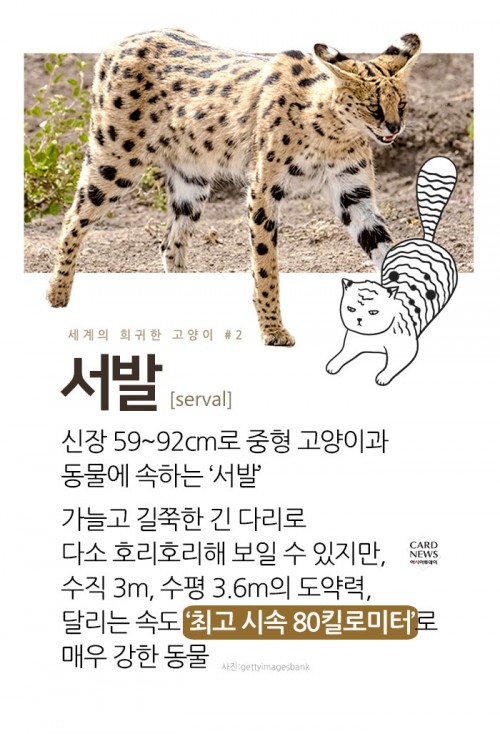 카드 뉴스 이미지