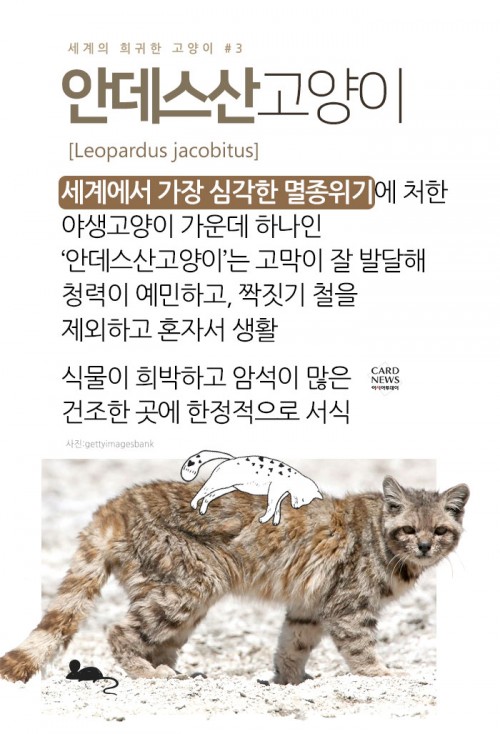 카드 뉴스 이미지