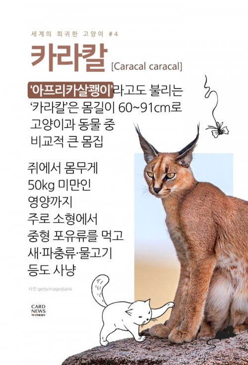 카드 뉴스 이미지
