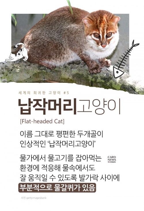 카드 뉴스 이미지