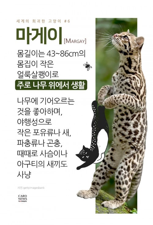 카드 뉴스 이미지