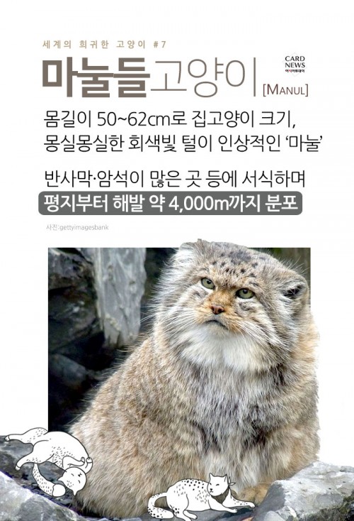 카드 뉴스 이미지
