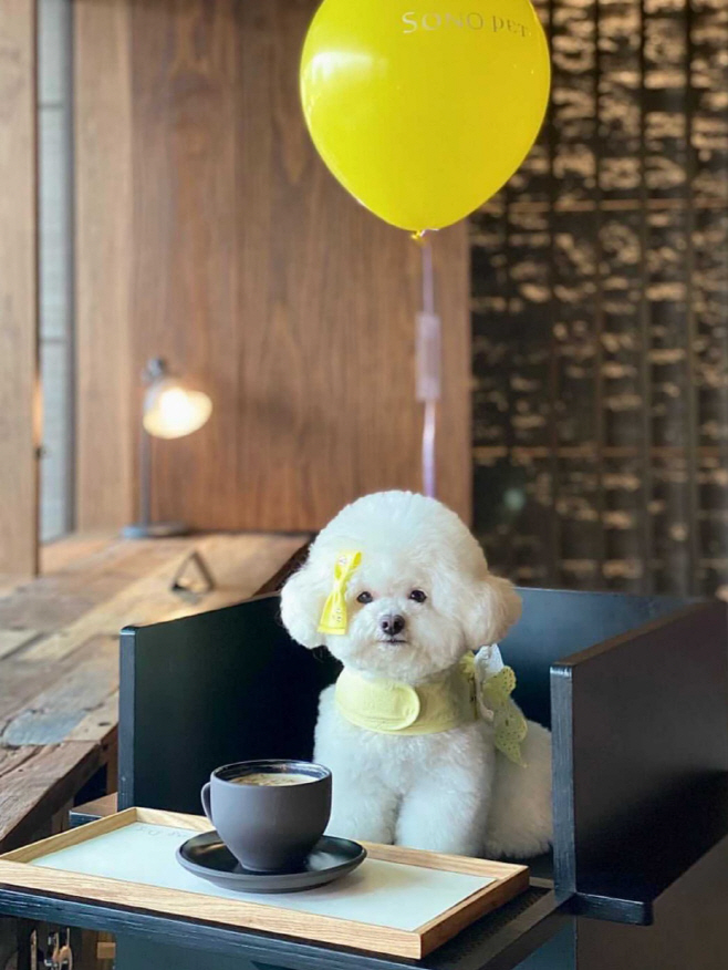 사본 -소노펫 멍푸치노와 헬륨풍선