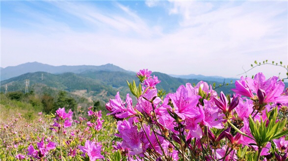 백운산 국사봉, 핑크빛 철쭉1