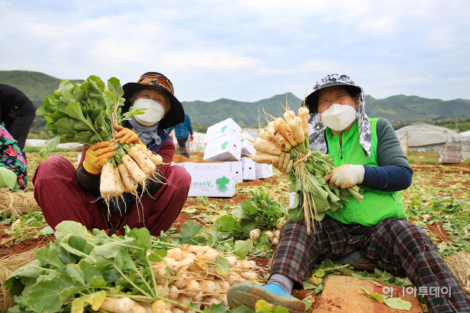 ‘아삭아삭’ 서산 황토 총각무 출하