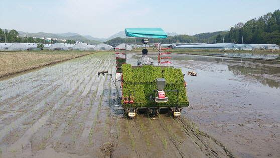 대전시 ‘유성구 학하동서 첫 모내기 실시’