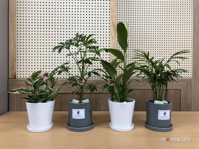 반려식물 전달로 마음 건강 챙긴다(1)