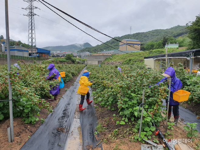 산딸기