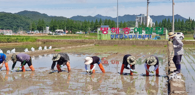 장흥군 농업기술센터 벼 병해충 예찰답 55품종, 37주 손모내기