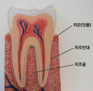 [그림 2] 치주조직의 구조
