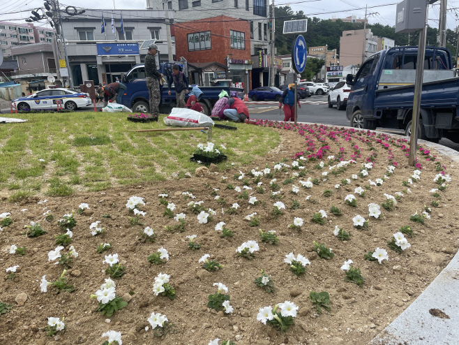울진군, 도로변 곳곳에 아름다운 여름 꽃 식재1 (1)