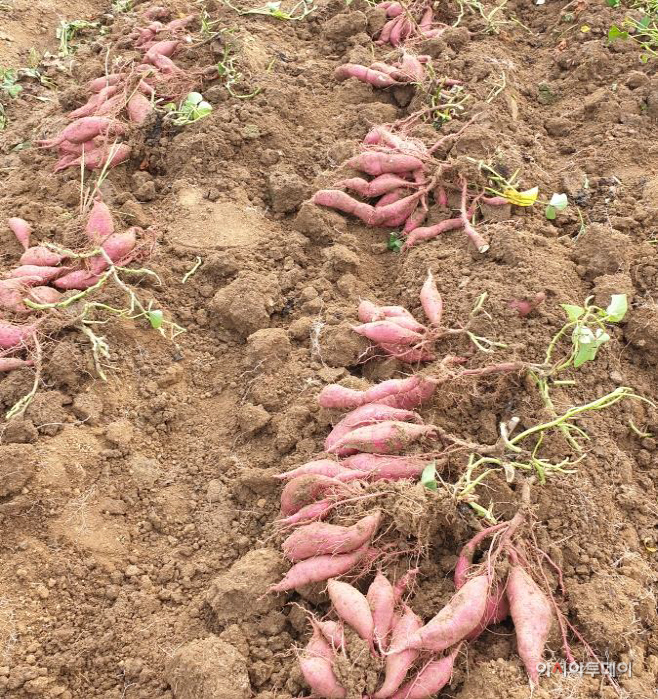 충남 고품질 고구마 생산, 생육중기 관리중요