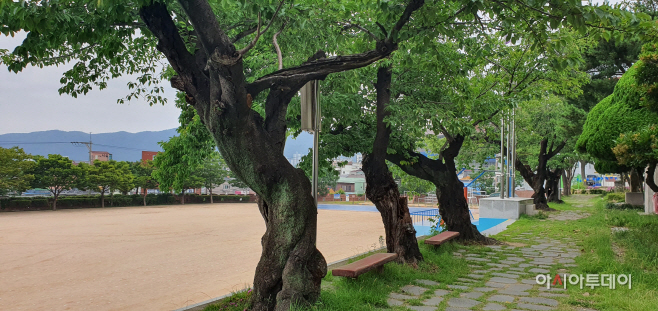 동광 나무