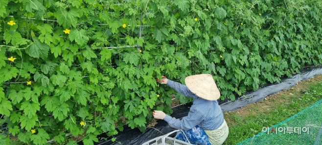 6일(홍성에서 만나는 아열대 채소! 농가 소득에 새바람