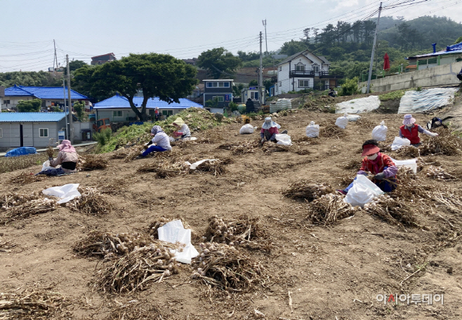 태안군, 가의도 육쪽마늘 전량 우량종구로 보급