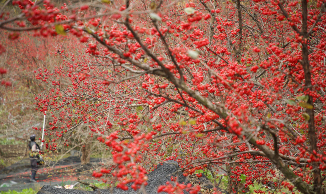 산수유 열매