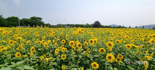 53. 안산시 “대부도 해바라기 꽃밭보고 힐링하세요”