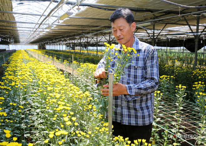 ‘꽃의 도시’ 태안군, 일본에 국화 4만 8천본 수출