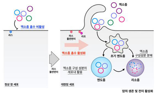 최동식박사 연구결과 모식도
