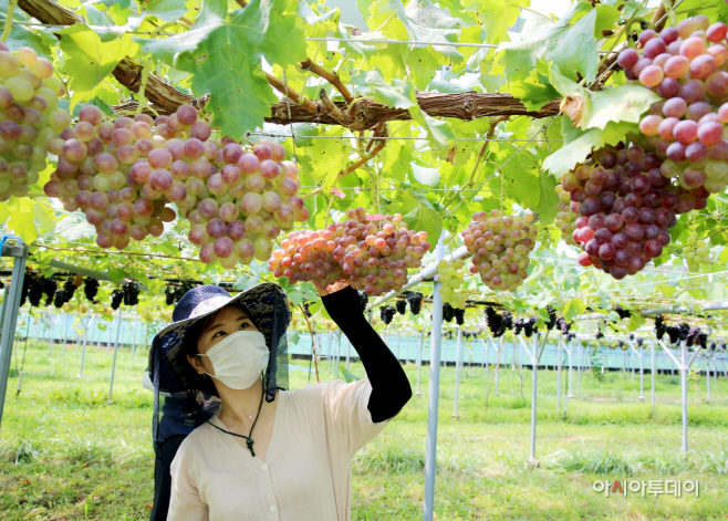 태안 친환경 포도 수확 ‘한창’