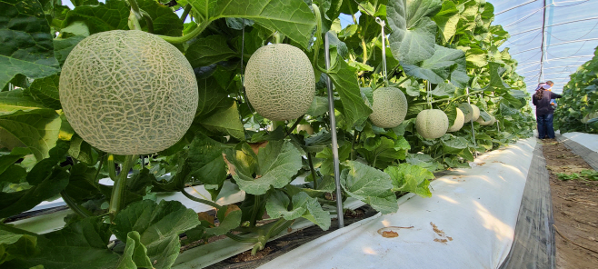 곡성 멜론 재배 사진
