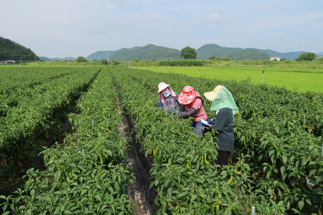 (4-1)고추_작황조사(영양)