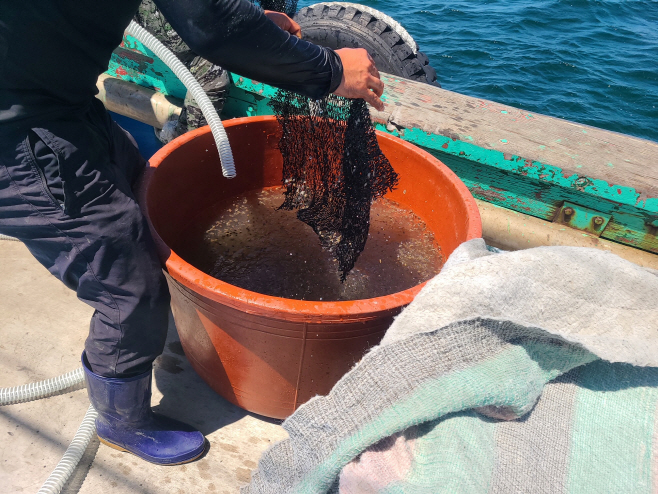 진도군