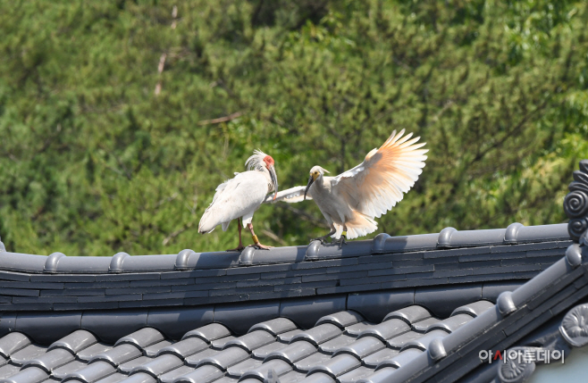 창녕군 2021 우포따오기 서포터즈 우수활동자 선정(1)