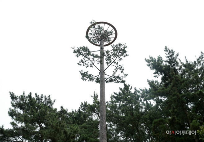 태안군, 천연기념물 황새 가족 위한 ‘인공둥지탑’ 설치