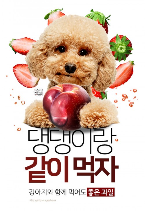 카드 뉴스 이미지