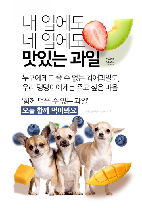 카드 뉴스 이미지