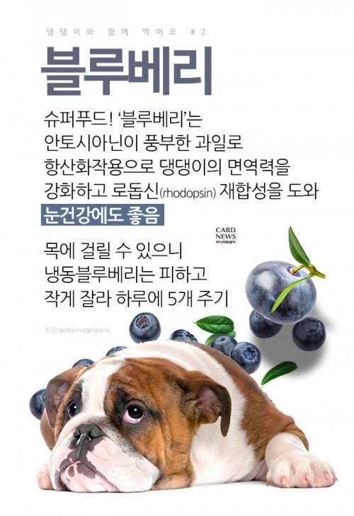 카드 뉴스 이미지