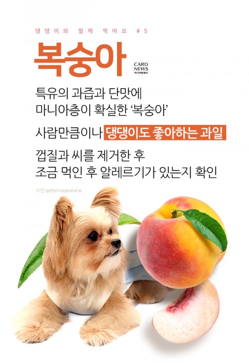 카드 뉴스 이미지