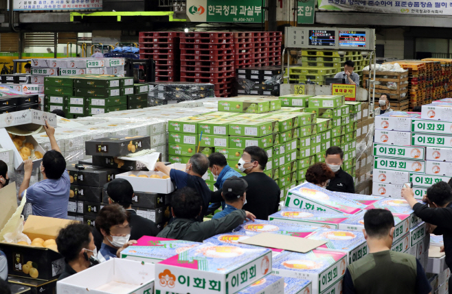 추석 과일 경매<YONHAP NO-2263>