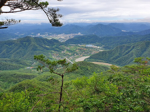 영월 태화산 경관 숲