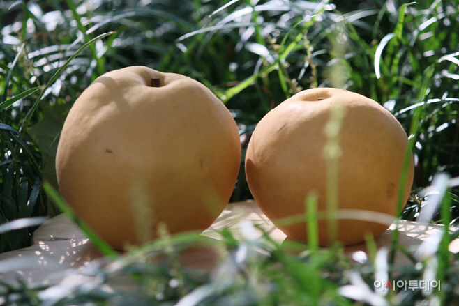하동 배