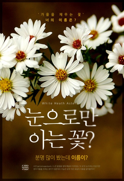 카드 뉴스 이미지