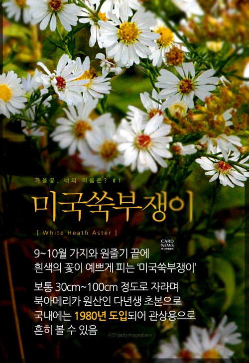 카드 뉴스 이미지