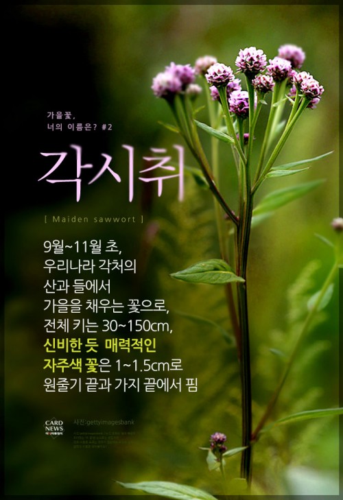 카드 뉴스 이미지