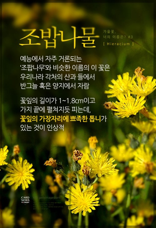 카드 뉴스 이미지