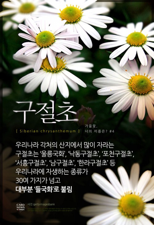 카드 뉴스 이미지