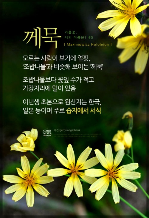 카드 뉴스 이미지