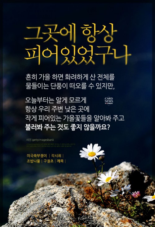 카드 뉴스 이미지
