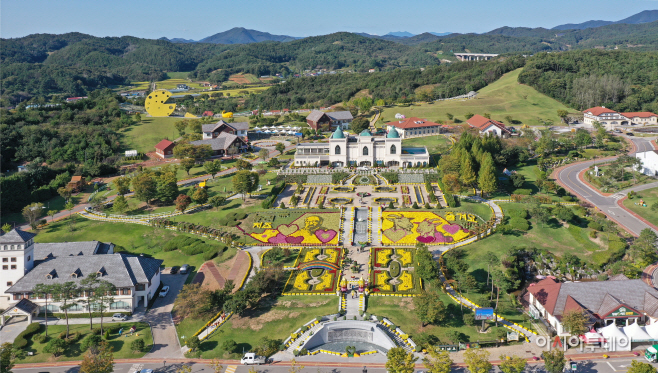 임실군, '치즈테마파크' 천만송이 국화꽃 향연…11월 초까지